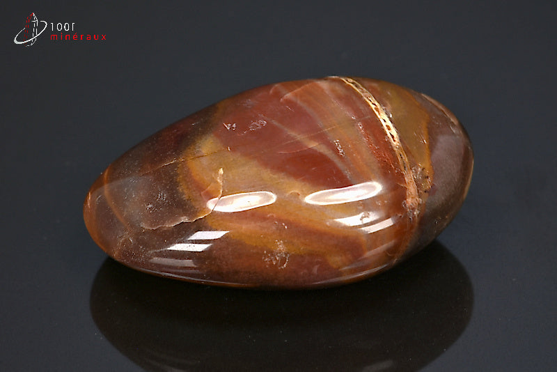 Fossile poli de bois fossilisé marron de Madagascar