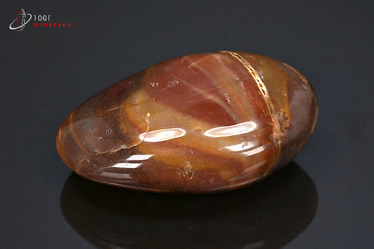 Fossile poli de bois fossilisé marron de Madagascar