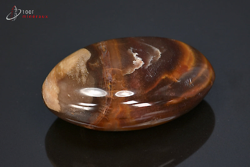 Fossile poli de bois fossilisé marron de Madagascar