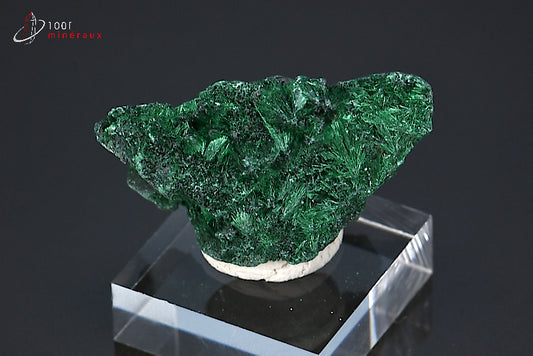 Malachite soyeuse verte cristallisée du Zaïre ou République démocratique du Congo sur socle