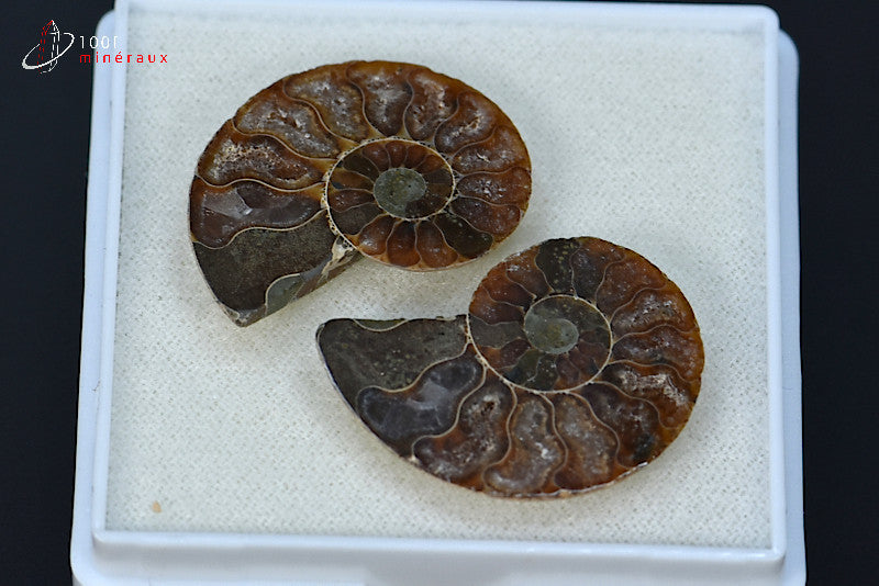 Ammonite fossile sciée irisée de Madagascar