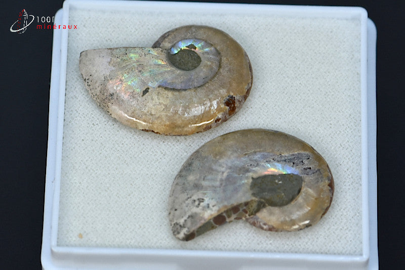 Ammonite fossile sciée irisée de Madagascar