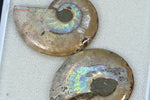 Ammonite Cleoniceras sciée - Madagascar - fossiles 2,5 cm / 4,5g / AX808 - Vignette | 1001 minéraux
