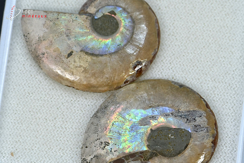 Ammonite fossile sciée irisée de Madagascar