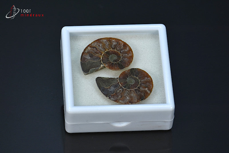 Ammonite fossile sciée irisée de Madagascar