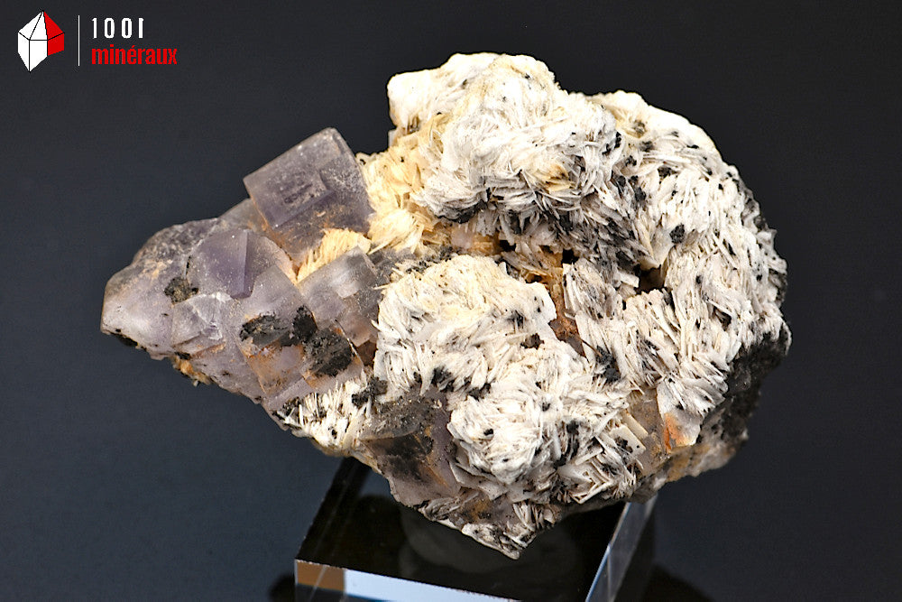 Minéral cristallisé de fluorine ou fluorite cubique violette sur baryte blanche du Maroc