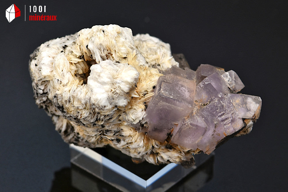 Minéral cristallisé de fluorine ou fluorite cubique violette sur baryte blanche du Maroc