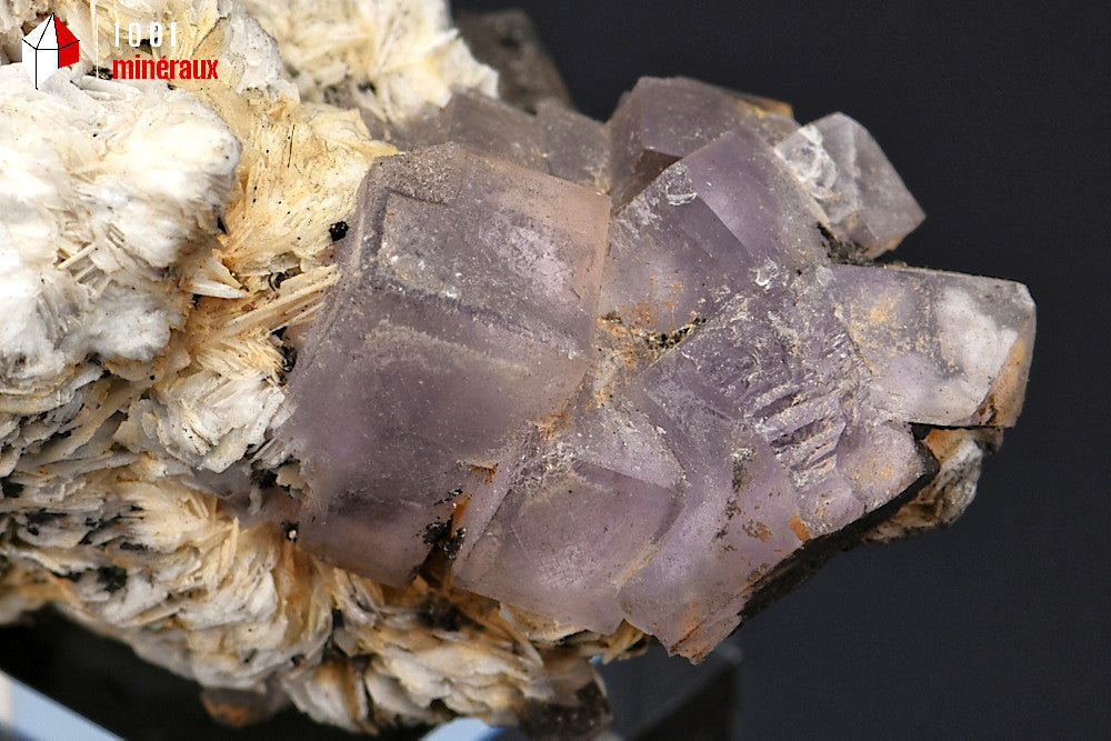 Minéral cristallisé de fluorine ou fluorite cubique violette sur baryte blanche du Maroc