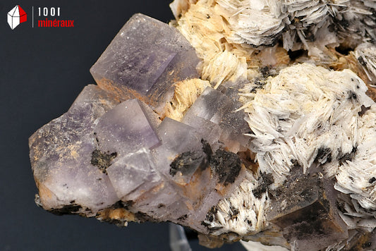 Minéral cristallisé de fluorine ou fluorite cubique violette sur baryte blanche du Maroc