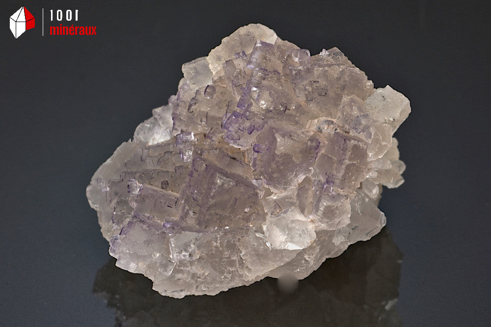 Minéral de fluorine violette translucide avec des cristaux cubiques du Mexique