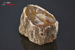 Bois fossilisé - Madagascar - fossiles 4,9 cm / 80g / AZ260 - Vignette | 1001 minéraux