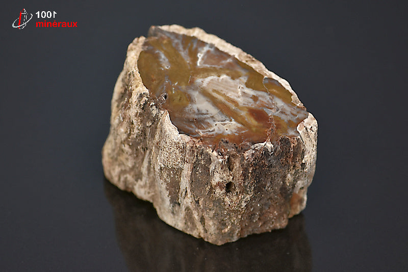 Fossile de bois fossilisé pétrifié marron de Madagascar