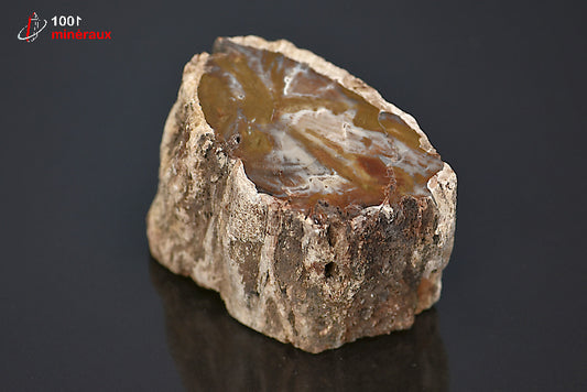 Fossile de bois fossilisé pétrifié marron de Madagascar