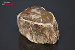 Bois fossilisé - Madagascar - fossiles 4,9 cm / 80g / AZ260 - Vignette | 1001 minéraux