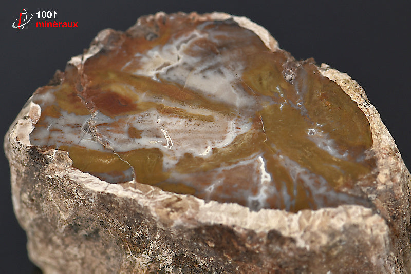 Fossile de bois fossilisé pétrifié marron de Madagascar