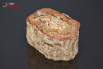 Bois fossilisé - Madagascar - fossiles 4,7 cm / 75g / AZ261 - Vignette | 1001 minéraux