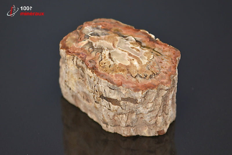 Fossile de bois fossilisé pétrifié rouge de Madagascar