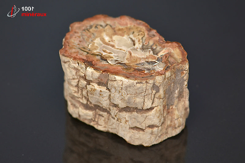 Fossile de bois fossilisé pétrifié rouge de Madagascar