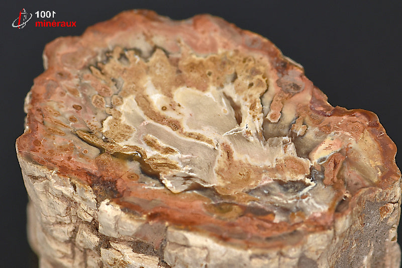 Fossile de bois fossilisé pétrifié rouge de Madagascar