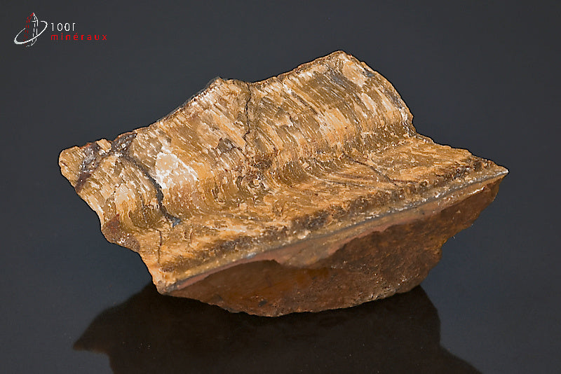 Minéral brut d'œil de tigre d'Afrique du sud