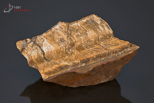 Minéral brut d'œil de tigre d'Afrique du sud