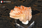 Vanadinite du Maroc (cristaux oranges sur Barytine blanche, sur socle) - 35 g / AZ408 - Vignette | 1001 minéraux