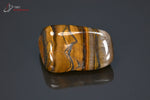 Oeil de tigre poli - Afrique du sud - pierres roulées 3,4 cm / 26g / BB296 - Vignette | 1001 minéraux