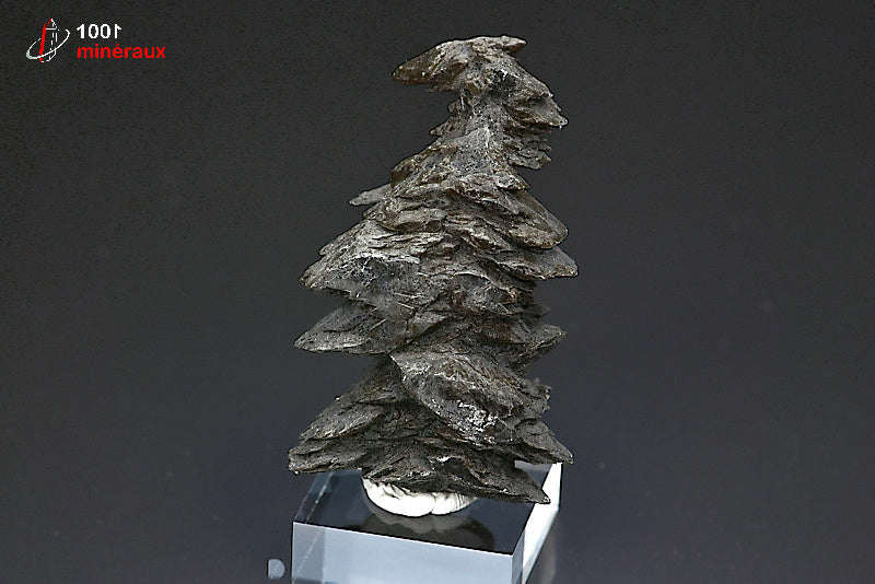 Minéral cristallisé de gypse sapin noir de France