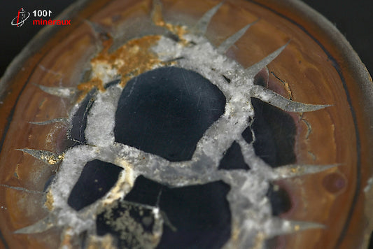 Minéral scié poli de septaria du Maroc