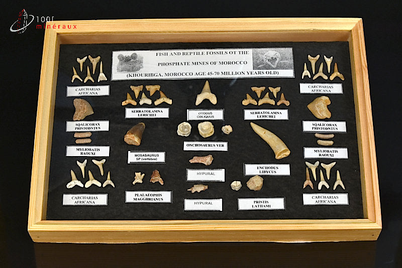 Vitrine de fossiles, dents et vertèbres du Maroc