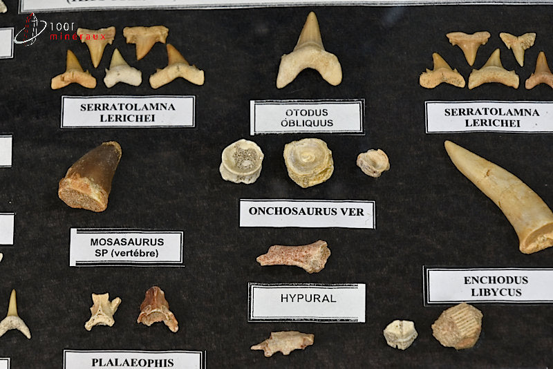 Vitrine de fossiles, dents et vertèbres du Maroc
