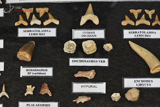Vitrine de fossiles, dents et vertèbres du Maroc