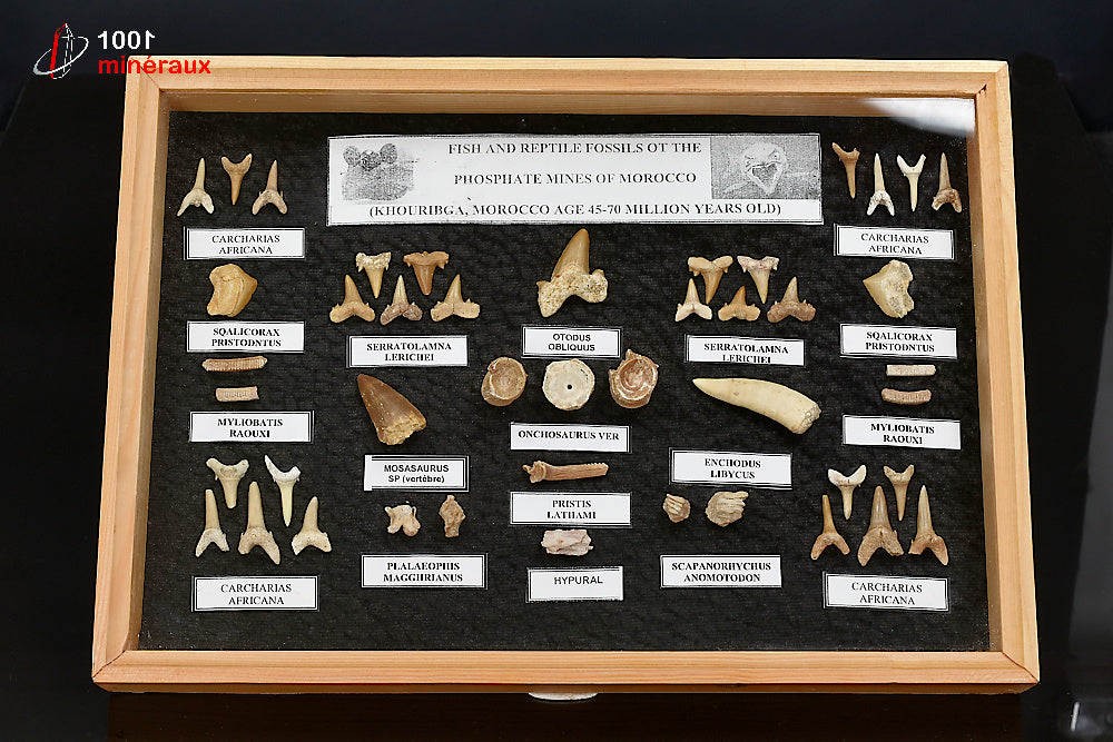 Vitrine de fossiles, dents et vertèbres du Maroc