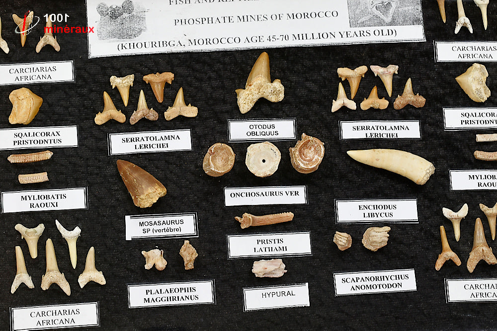 Vitrine de fossiles, dents et vertèbres du Maroc