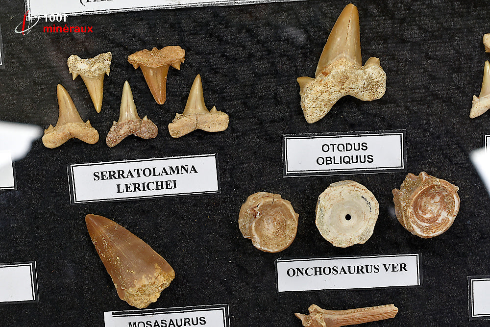 Vitrine de fossiles, dents et vertèbres du Maroc