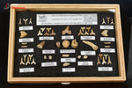 Vitrine de 44 dents et vertèbres fossiles de requins - Maroc - fossiles 34,5 cm / 913g / BC815 - Vignette | 1001 minéraux