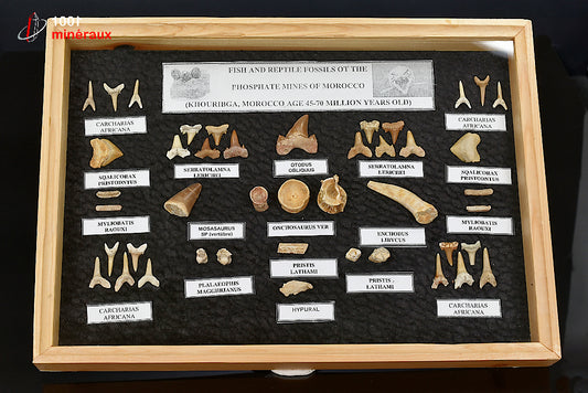 Vitrine de fossiles, dents et vertèbres du Maroc