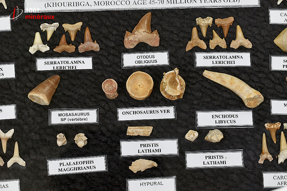 Vitrine de fossiles, dents et vertèbres du Maroc