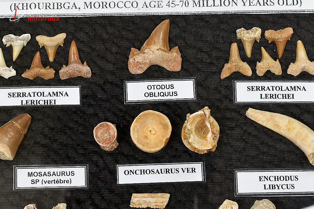 Vitrine de fossiles, dents et vertèbres du Maroc