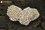Rose des sables du Mexique (sphères cristallisées, arêtes blanches) - 63 g / BD706 - Vignette | 1001 minéraux
