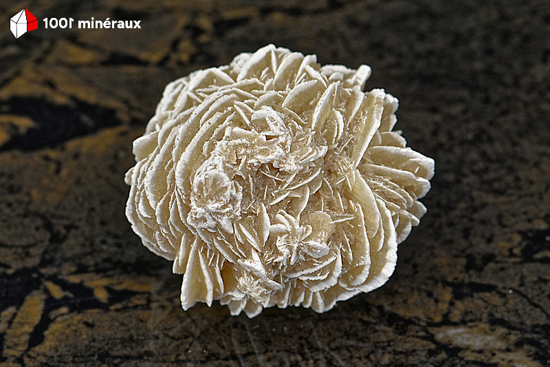 Rose des sables du Mexique - Vue d'ensemble de la sphère unique cristallisée gris-beige - 88 g - BD710
