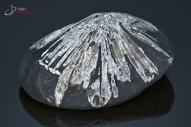 Minéral poli de chrysanthem stone de Chine