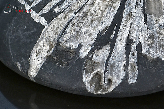 Minéral poli de chrysanthem stone de Chine