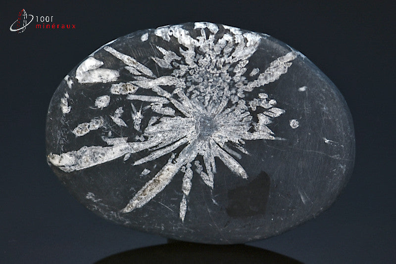 Minéral poli de chrysanthem stone de Chine