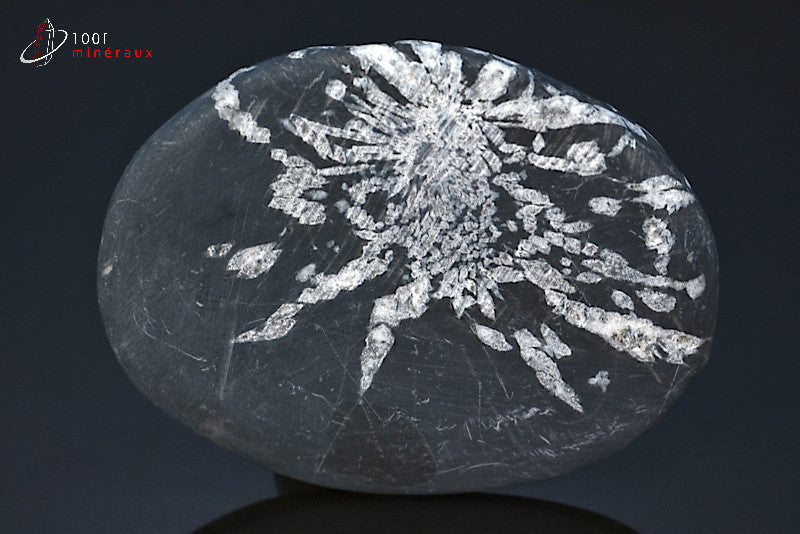 Minéral poli de chrysanthem stone de Chine