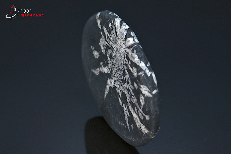 Minéral poli de chrysanthem stone de Chine