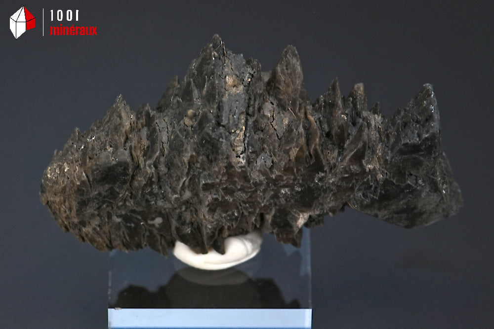 Minéral cristallisé de gypse sapin noir de France