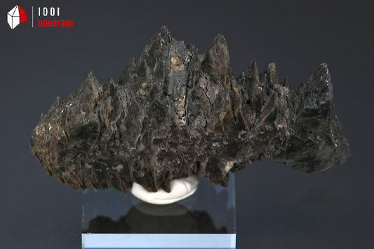 Minéral cristallisé de gypse sapin noir de France