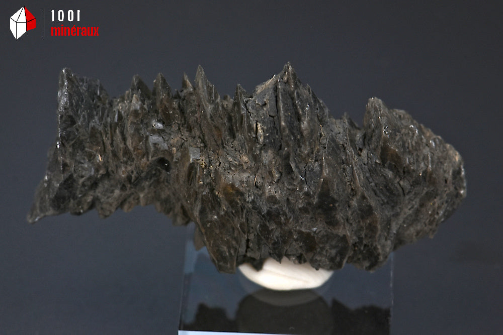 Minéral cristallisé de gypse sapin noir de France