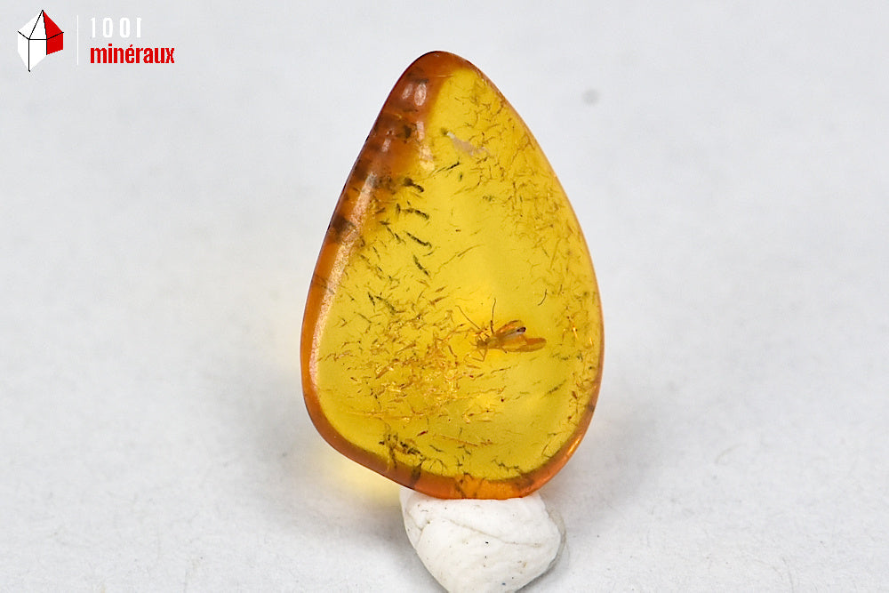Fossile d'ambre jaune avec insectes de Lituanie